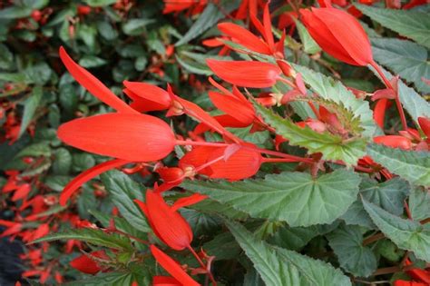 垂吊秋海棠|玻利维亚秋海棠 Begonia boliviensis